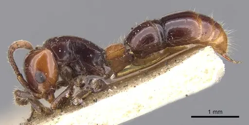 Lioponera longitarsus specimen CASENT0902756 image casent0902756_3