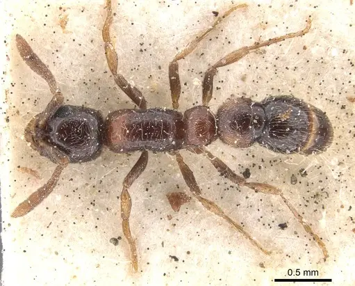 Lioponera longitarsus specimen CASENT0907069 image casent0907069_1