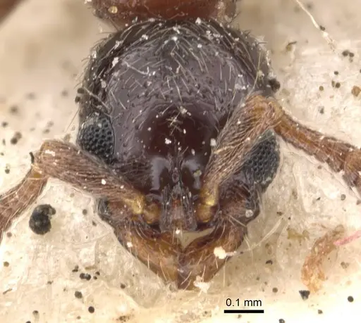 Lioponera longitarsus specimen CASENT0907069 image casent0907069_2