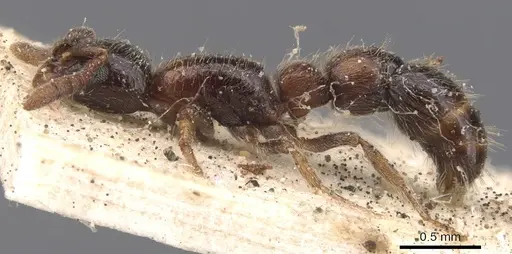 Lioponera longitarsus specimen CASENT0907069 image casent0907069_3