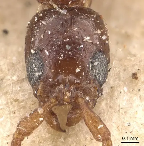 Lioponera longitarsus specimen CASENT0907070 image casent0907070_2