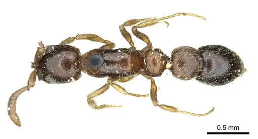 Lioponera longitarsus specimen CASENT0915854 image casent0915854_1
