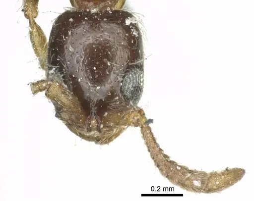 Lioponera longitarsus specimen CASENT0915854 image casent0915854_2