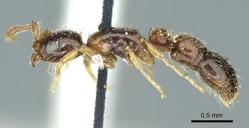 Lioponera longitarsus specimen CASENT0915854 image casent0915854_3