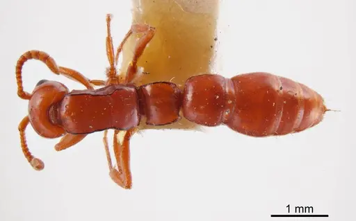 Lioponera macrops specimen ANTWEB1008240 image antweb1008240_1