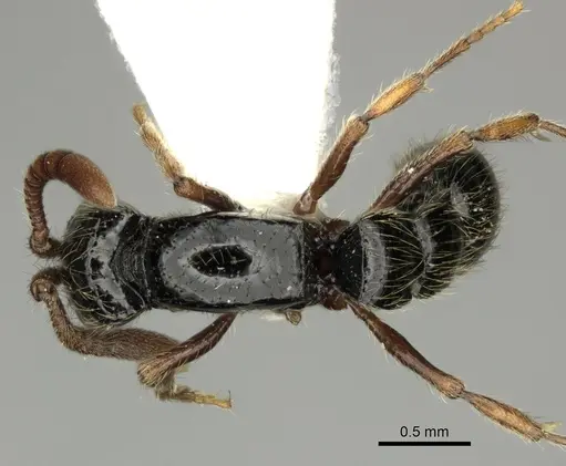 Lioponera marginata specimen CASENT0249298 image casent0249298_1