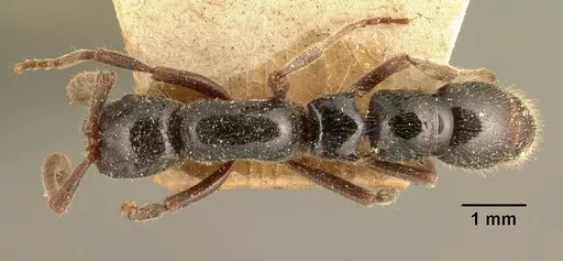 Lioponera mayri specimen CASENT0101827 image casent0101827_1