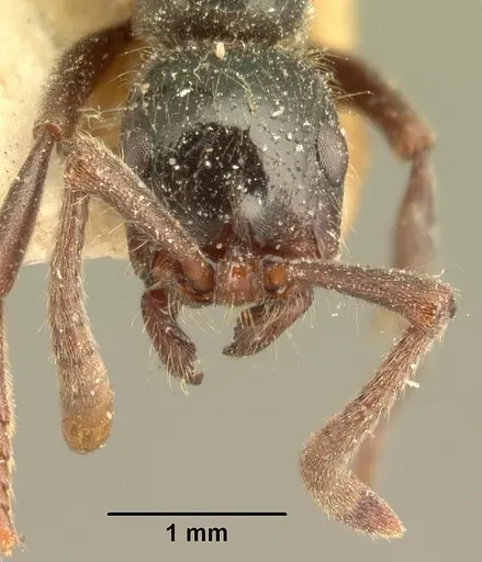Lioponera mayri specimen CASENT0101827 image casent0101827_2