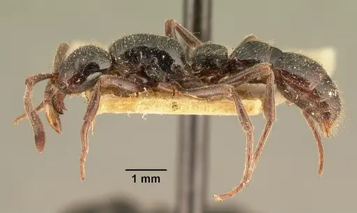 Lioponera mayri specimen CASENT0101827 image casent0101827_3