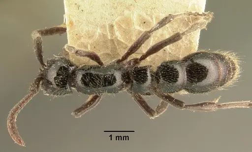 Lioponera mayri specimen CASENT0101831 image casent0101831_1