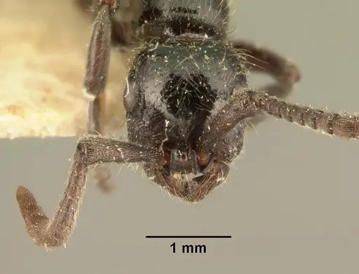 Lioponera mayri specimen CASENT0101831 image casent0101831_2