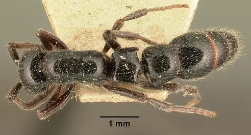 Lioponera mayri specimen CASENT0101841 image casent0101841_1