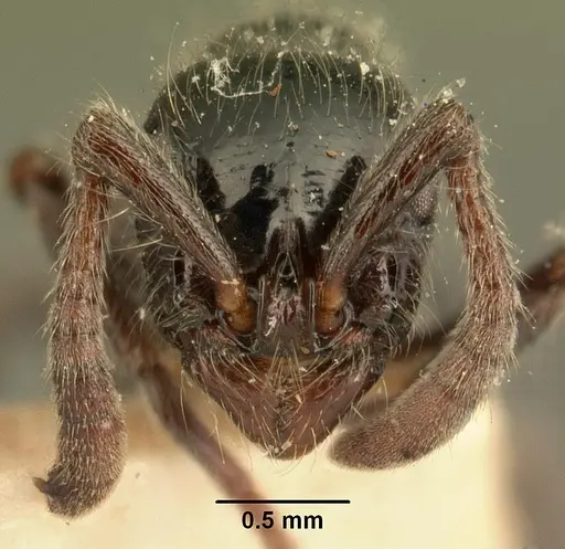 Lioponera mayri specimen CASENT0101841 image casent0101841_2