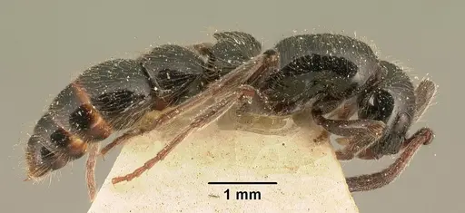 Lioponera mayri specimen CASENT0101841 image casent0101841_3