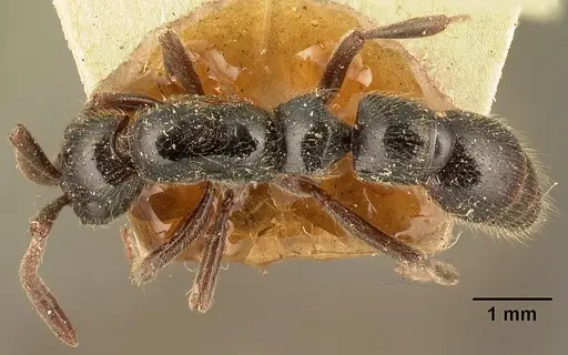 Lioponera mayri specimen CASENT0101969 image casent0101969_1