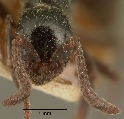 Lioponera mayri specimen CASENT0101969 image casent0101969_2