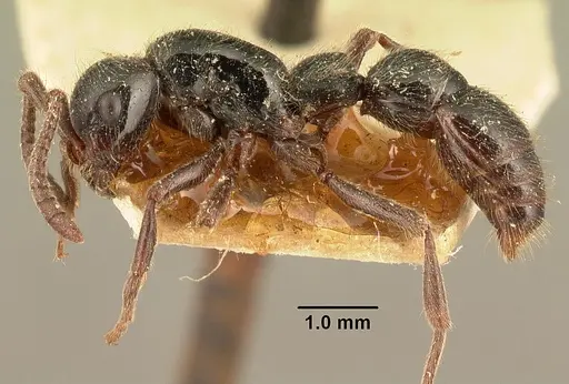 Lioponera mayri specimen CASENT0101969 image casent0101969_3