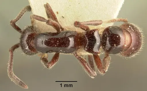 Lioponera mayri specimen CASENT0101980 image casent0101980_1