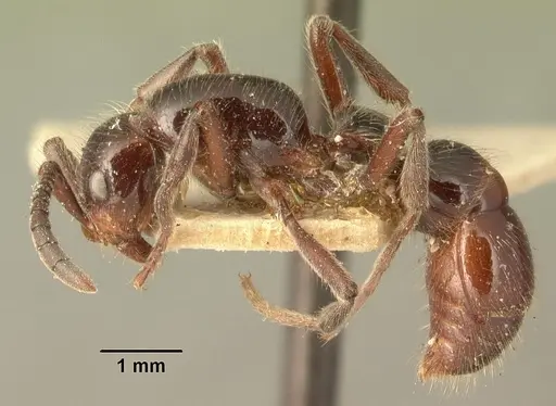 Lioponera mayri specimen CASENT0101980 image casent0101980_3