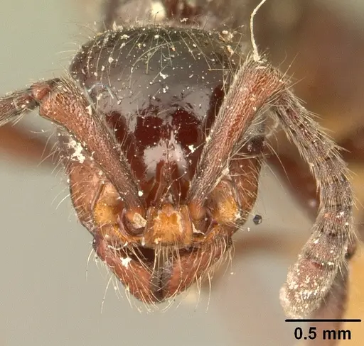 Lioponera mayri specimen CASENT0101985 image casent0101985_2