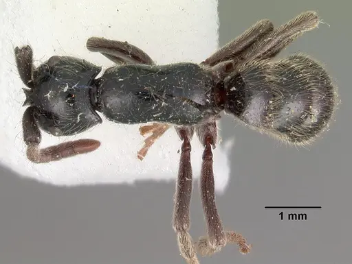 Lioponera mayri specimen CASENT0102164 image casent0102164_1