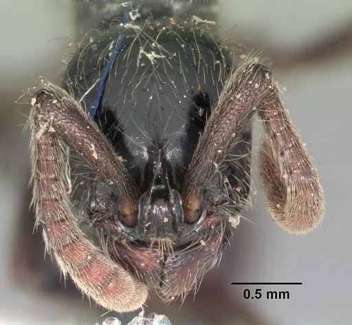 Lioponera mayri specimen CASENT0102164 image casent0102164_2