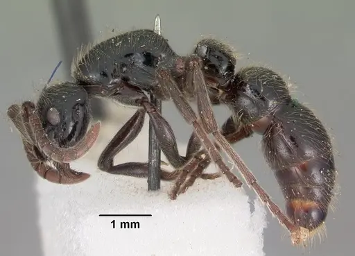 Lioponera mayri specimen CASENT0102164 image casent0102164_3