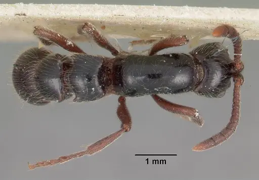 Lioponera mayri specimen CASENT0102165 image casent0102165_1