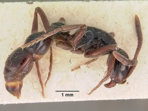Lioponera mayri specimen CASENT0102165 image casent0102165_3