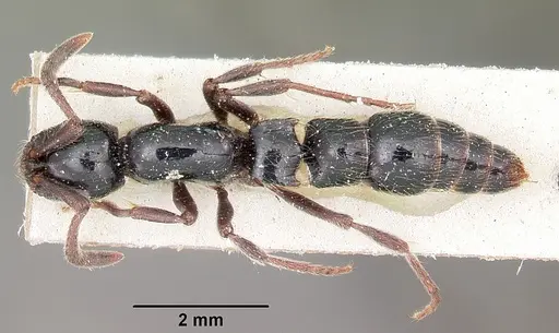 Lioponera mayri specimen CASENT0104582 image casent0104582_1