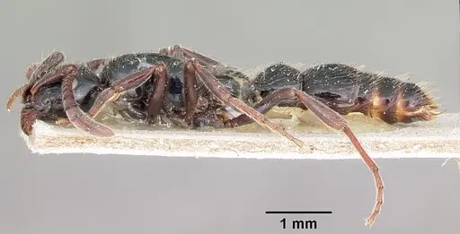 Lioponera mayri specimen CASENT0104582 image casent0104582_3
