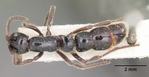 Lioponera mayri specimen CASENT0104583 image casent0104583_1