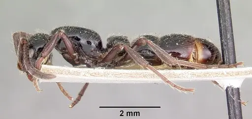 Lioponera mayri specimen CASENT0104583 image casent0104583_3