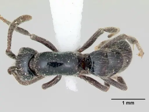 Lioponera mayri specimen CASENT0173078 image casent0173078_1