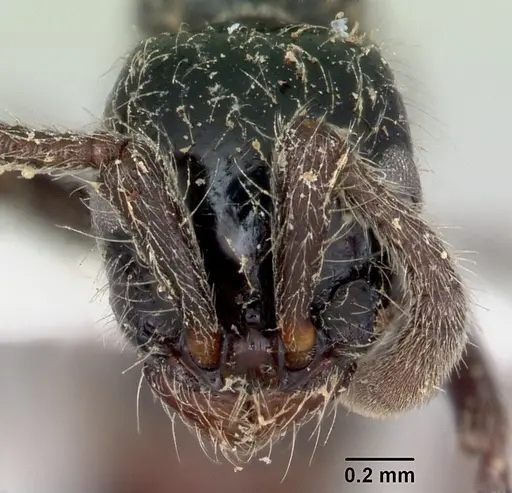 Lioponera mayri specimen CASENT0173078 image casent0173078_2