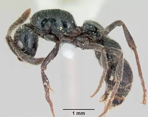 Lioponera mayri specimen CASENT0173078 image casent0173078_3
