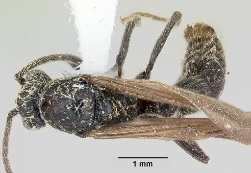 Lioponera mayri specimen CASENT0173079 image casent0173079_1