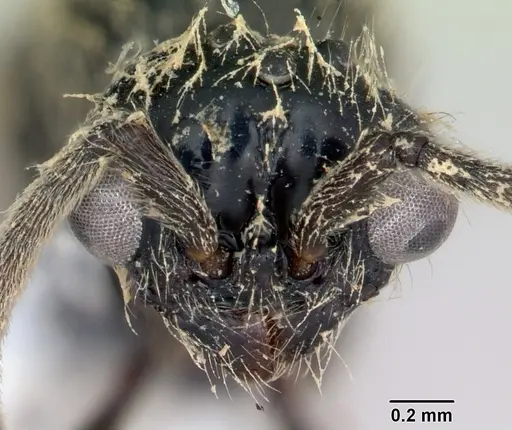 Lioponera mayri specimen CASENT0173079 image casent0173079_2