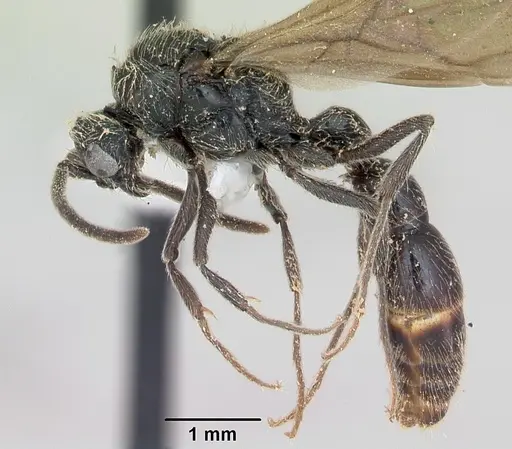 Lioponera mayri specimen CASENT0173079 image casent0173079_3