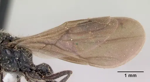 Lioponera mayri specimen CASENT0173079 image casent0173079_4