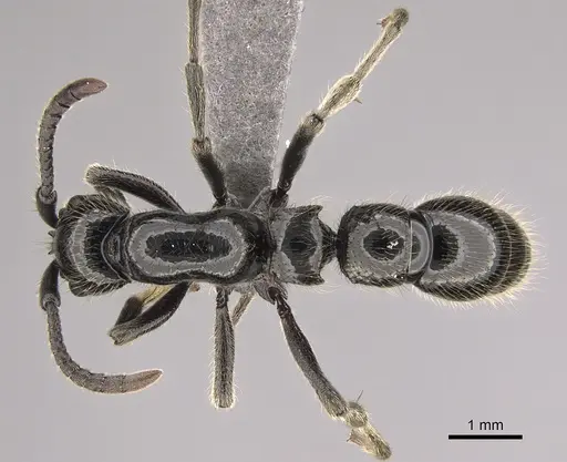 Lioponera mayri specimen CASENT0898000 image casent0898000_1