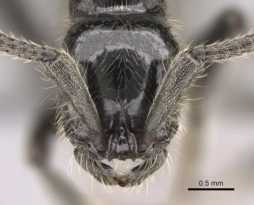 Lioponera mayri specimen CASENT0898000 image casent0898000_2