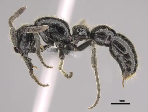 Lioponera mayri specimen CASENT0898000 image casent0898000_3
