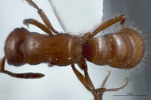 Lioponera mjobergi specimen ANTWEB1041114 image antweb1041114_1