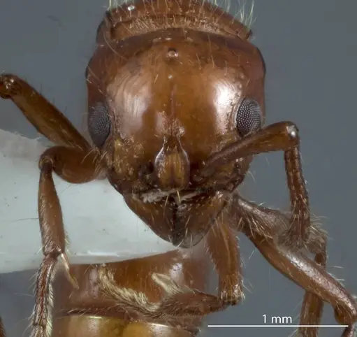 Lioponera mjobergi specimen ANTWEB1041114 image antweb1041114_2