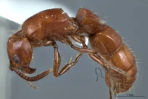 Lioponera mjobergi specimen ANTWEB1041114 image antweb1041114_3