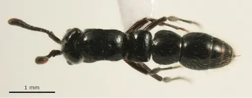 Lioponera neocaledonica specimen ANTWEB1041393 image antweb1041393_1