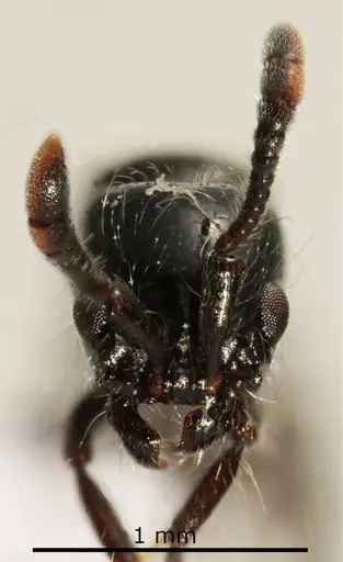 Lioponera neocaledonica specimen ANTWEB1041393 image antweb1041393_2