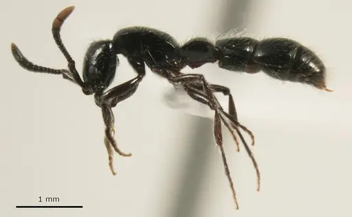 Lioponera neocaledonica specimen ANTWEB1041393 image antweb1041393_3