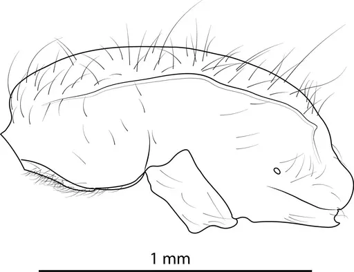 Lioponera neocaledonica specimen ANTWEB1041393 image antweb1041393_4
